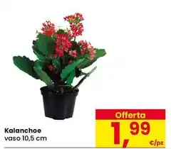 Kalanchoe