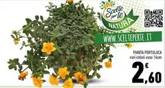 Pianta Portulaca