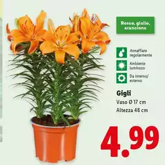 Vaso Ø 17 Cm Altezza 48 Cm