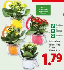 Kalanchoe
