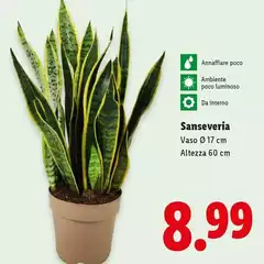 Sanseveria