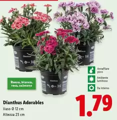 Dianthus Adorables