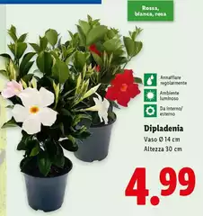 Dipladenia