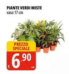 Piante Verdi Miste