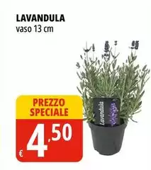 Lavandula