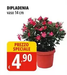Dipladenia