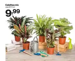 Calathea Mix
