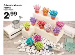 Echeveria Miranda Festival