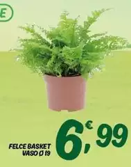Felce Basket Vaso Ø19