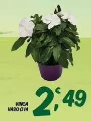 Vinca