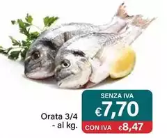 Orata 3/4