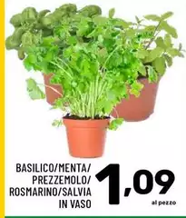 Basilico/Menta/prezzemolo/Rosmarino/Salvia In Vaso