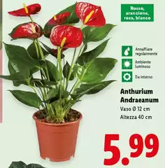 Anthurium Andraeanum