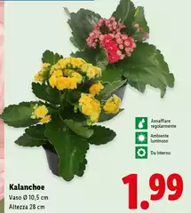 Kalanchoe 