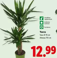 Yucca