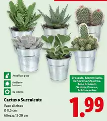 Cactus O Succulente