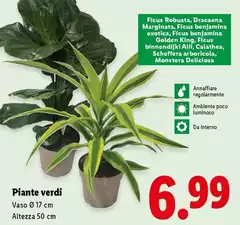Piante Verdi