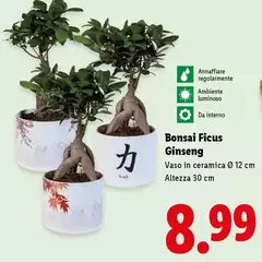 Bonsai Ficus Ginseng