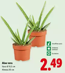 Aloe Vera