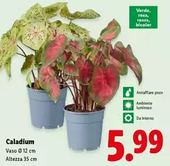 Caladium