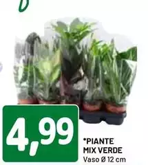 Piante Mix Verde