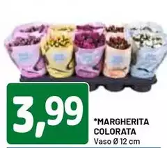 Margherita Colorata