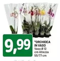 Orchidea -  In Vaso