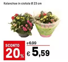 Kalanchoe