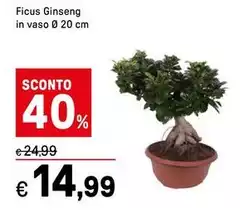 Ficus Ginseng 