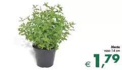 Menta