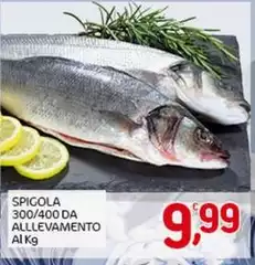 Spigola 300/400 Da Allevamento