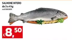 Salmone Intero