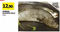 Ombrina Allevata Italia