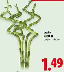 Lucky Bamboo