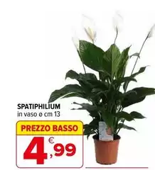 Basso - Spatiphilium