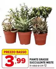 Basso - Piante Grasse Succulente Miste