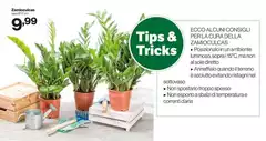 Sole - Eco Aluminio Consigli Perlacura Della Zamoutical