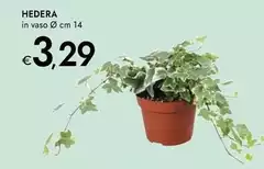 Hedera