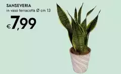 Sanseveria