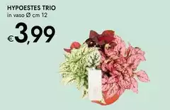 Hypoestes Trio