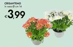 Crisantemo