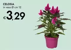 Celosia