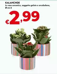 Kalanchoe