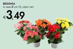 Begonia