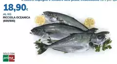 Solo - Ricciola Oceanica