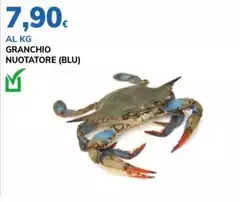 Blu - Granchio Nuotatore