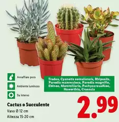 Cactus O Succulente