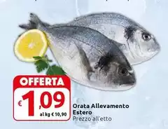 Orata Allevamento