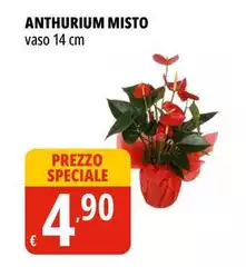 Anthurium Misto