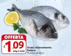 Orata Allevamento Estero